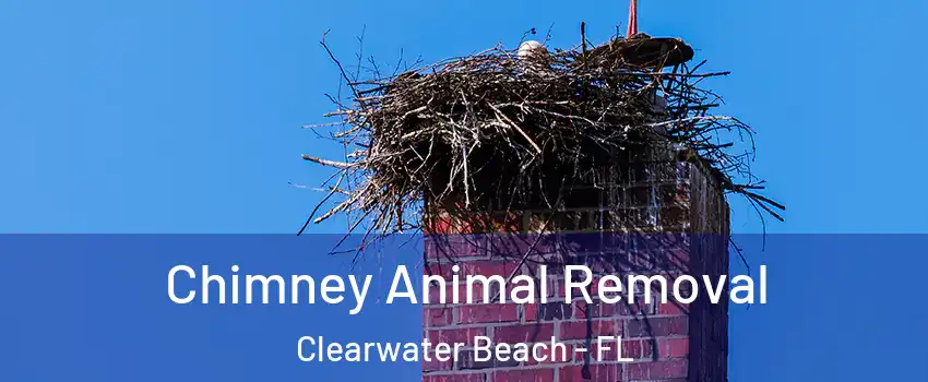 Chimney Animal Removal Clearwater Beach - FL