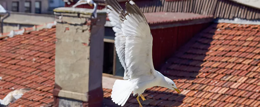 Residential Chimney Animal Removal Solution in Clearwater Beach, FL